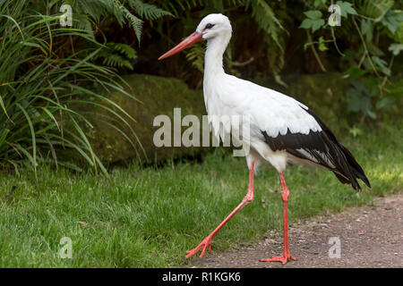 Schöne Stork ruhig zu Fuß auf ein grünes Gras auf einen wunderschönen Tag in einem Naturschutzgebiet im Süden von Limburg in den Niederlanden Stockfoto