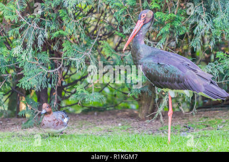 Schönes Bild von einem Storch und Ente auf grünem Gras auf einen wunderschönen Tag in einem Naturschutzgebiet im Süden von Limburg in den Niederlanden Stockfoto