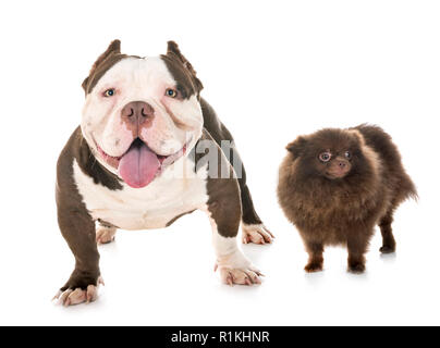 Männliche amerikanische Bully und spitz vor weißem Hintergrund Stockfoto