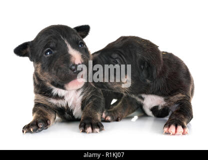 Welpen, Miniatur Bullterrier vor weißem Hintergrund Stockfoto