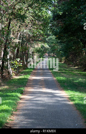 Asphalt Radweg durch den Wald, Maasduinen Nationalpark, Limburg, Niederlande Stockfoto