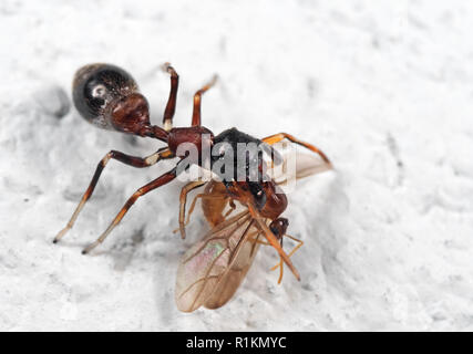 Makrofotografie von Ant-Mimic Jumping Spider Essen Prey auf weißen Boden Stockfoto