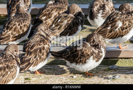 Turnstone Vögel in ihrem Winter Gefieder in Essex, UK. Stockfoto