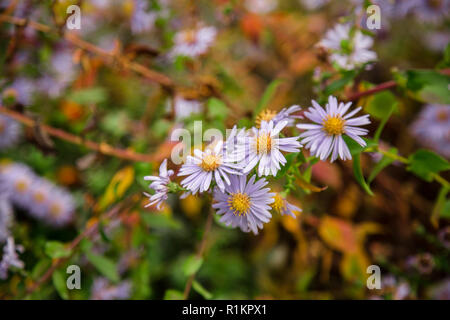 Herbst Blumen im Garten, wunderschöne Chrysanthemen. Im Garten arbeiten. Floral background Stockfoto