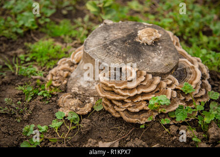 Pilz wächst auf einem alten Baumstamm. Eine Gruppe von großen Baum Pilze oder Pilze parasitizes einen Bemoosten Baumstamm. Stockfoto