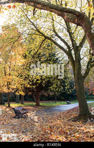 Eine einzelne Bank aus Holz in einem Park mit braunen Blätter im Herbst für den Boden Stockfoto