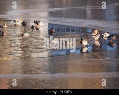 Ente. Mehrere enten Plantschen im Wasser. Mehrere enten Spaziergang auf dem Eis. Herbst. Stockfoto