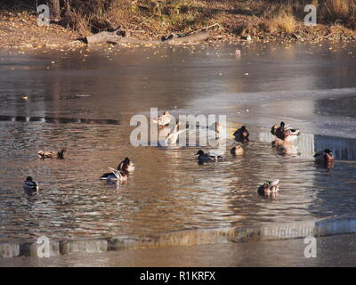 Ente. Mehrere enten Plantschen im Wasser. Mehrere enten Spaziergang auf dem Eis. Herbst. Stockfoto