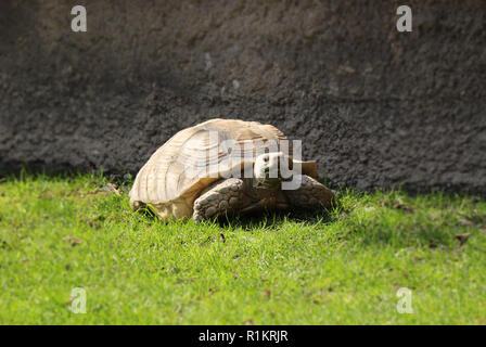 Eine schöne Afrikanische trieb Schildkröte in Gras in heißen Tag auf Wandern rund um sein Haus. Eine große Schildkröte entspannen in der Mitte der Wiese. Stockfoto