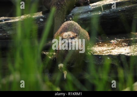 Eine asiatische Small kratzte Otter in die Kamera schaut. Auf der Suche durch Gras auf das kleine Tier, das ist sehr gefährlich und angreifen. Stockfoto