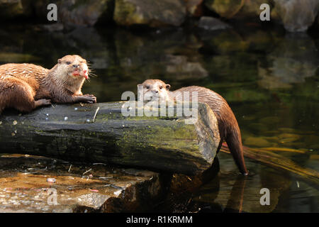 Die beiden asiatischen kleinen Krallen Otter essen einige kleine Fische oder eine Mahlzeit auf das Abendessen. Beide suchen auf Kamera und die Suche nach der nächsten Beute. Stockfoto