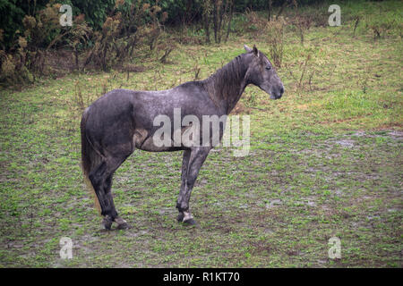 Nassen Pferd in das Feld Stockfoto