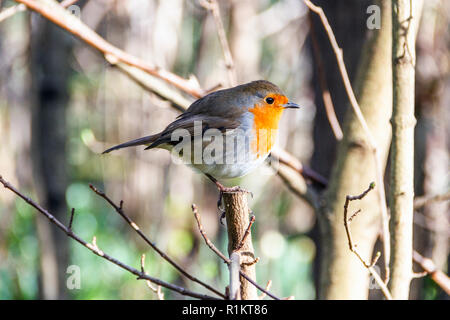 Robin redbreast (Erithacus Rubecula) thront auf einem Baumstumpf im Wald Stockfoto