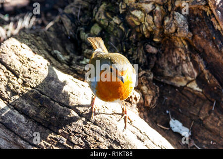 Robin redbreast (Erithacus Rubecula) thront auf einem Baumstamm in einem Waldgebiet Stockfoto