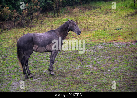 Nassen Pferd in das Feld Stockfoto