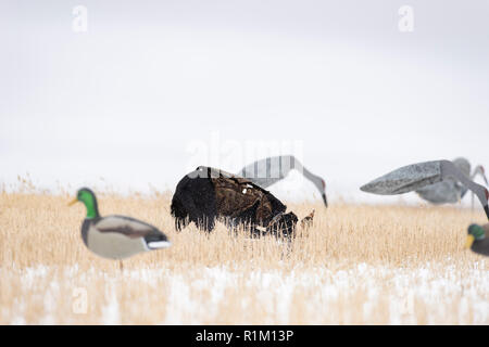 Ein schwarzes Labor mit einer weißen Fassade, Gans im Schnee in North Dakota Stockfoto