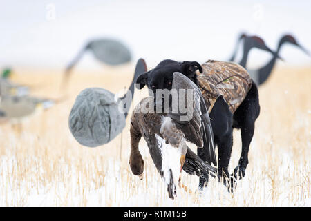 Ein schwarzes Labor mit einer weißen Fassade, Gans im Schnee in North Dakota Stockfoto