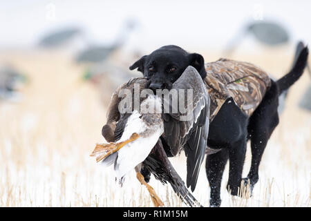 Ein schwarzes Labor mit einer weißen Fassade, Gans im Schnee in North Dakota Stockfoto