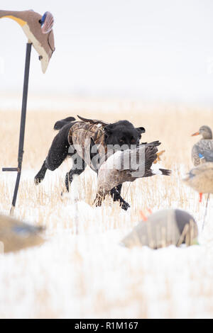 Ein schwarzes Labor mit einer weißen Fassade, Gans im Schnee in North Dakota Stockfoto