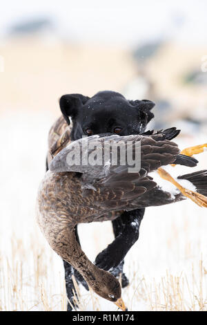 Ein schwarzes Labor mit einer weißen Fassade, Gans im Schnee in North Dakota Stockfoto