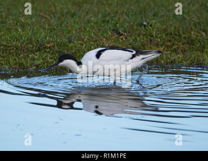 Pied Avocet Stockfoto