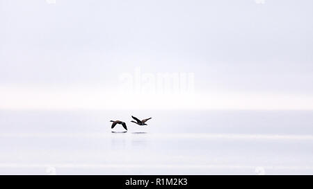 Zwei Kanadagänse (Branta canadensis) flying low durch den Nebel über dem offenen Wasser eines Sees. Stockfoto