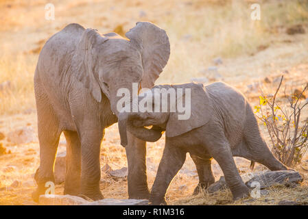 Baby Elefanten ausüben Stockfoto