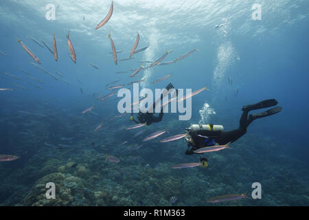 Weibliche Taucher schwimmen und sich auf der Schule von Großaugenthun Barrakuda (Sphyraena forsteri) im blauen Wasser, Rotes Meer, Abu Dabab, Marsa Alam, Ägypten Stockfoto