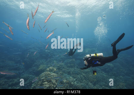 Weibliche Taucher schwimmen und sich auf der Schule von Großaugenthun Barrakuda (Sphyraena forsteri) im blauen Wasser, Rotes Meer, Abu Dabab, Marsa Alam, Ägypten Stockfoto