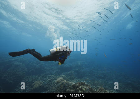 Weibliche Taucher schwimmen und sich auf der Schule von Großaugenthun Barrakuda (Sphyraena forsteri) im blauen Wasser, Rotes Meer, Abu Dabab, Marsa Alam, Ägypten Stockfoto