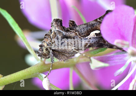 Silber Y Moth, Autographa gamma, wichtige landwirtschaftliche Schädlingsbekämpfung Stockfoto