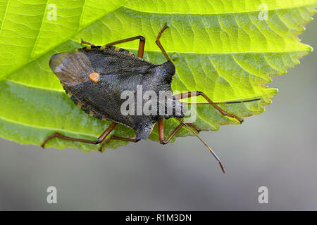 Wald Bug oder Red-legged shieldbug, Pentatoma rufipes Stockfoto