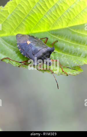 Wald Bug oder Red-legged shieldbug, Pentatoma rufipes Stockfoto