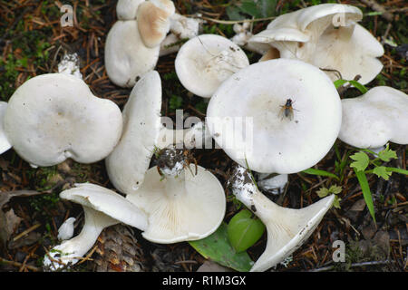 Clitopilus prunulus, die gemeinhin als die Miller oder das bries Pilz bekannt, eine köstliche essbare wild Mushroom Stockfoto