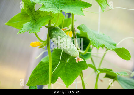 Gurken mit Blumen wachsen auf Reben, die kultivierte Pflanze in der Kürbis Familie Cucurbitaceae Stockfoto