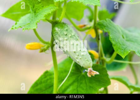 Gurke wächst auf Reben, die kultivierte Pflanze in der Kürbis Familie Cucurbitaceae Stockfoto