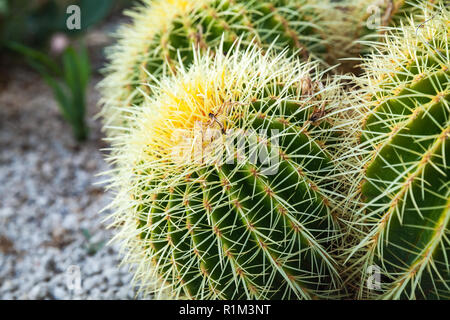 Riesige kugelförmige Kakteen im Garten, Nahaufnahme mit selektiven Fokus Stockfoto