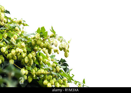 Gemeinsame Hopfen auf weißem Hintergrund. Humulus lupulus Foto mit selektiven Fokus Stockfoto