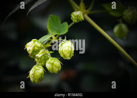 Hopfen auf dunklem Hintergrund. Humulus lupulus, Nahaufnahme Foto mit selektiven Fokus Stockfoto