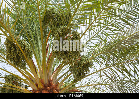 Grüne Termine auf eine Palme, Nahaufnahme Foto mit selektiven Fokus Stockfoto