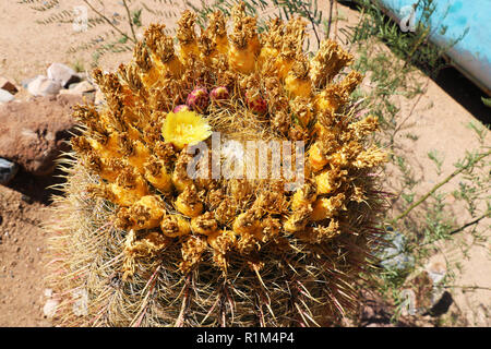 Ansicht von oben in einem blühenden Kaktus in der Wüste, Arizona Stockfoto