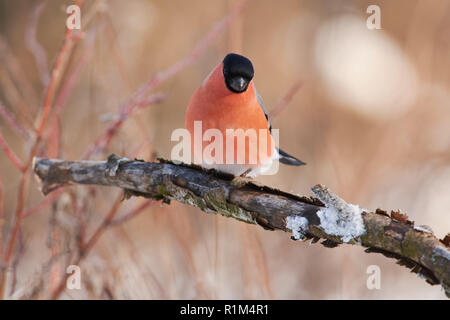 Eurasischen Gimpel (Pyrrhula pyrrhula, männlich) sitzt in einem forest park auf einem Zweig ohne Rinde bedeckt mit Flechten auf dem Hintergrund eines Busches. Stockfoto