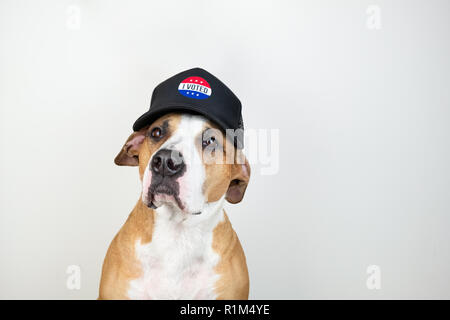 Wahlen in den USA Aktivismus Konzept: Staffordshire Terrier Hund in patriotischen Baseball Hut. Pitbull Terrier in Trucker hat mit 'Ich habe' Zeichen im Studio Stockfoto