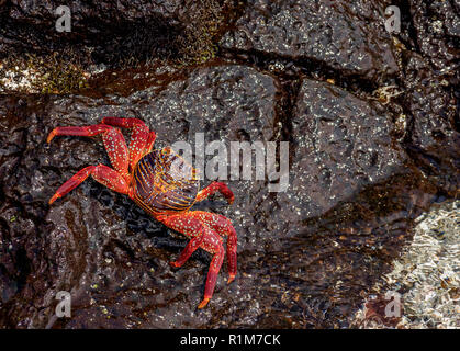 Sally Lightfoot Crab (Grapsus grapsus), Floreana oder Charles Island, Galapagos, Ecuador Stockfoto