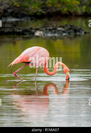 Mehr Flamingo (Phoenicopterus Roseus), die Lagune von der Bachas Beach, Santa Cruz oder unermüdlicher Island, Galapagos, Ecuador Stockfoto