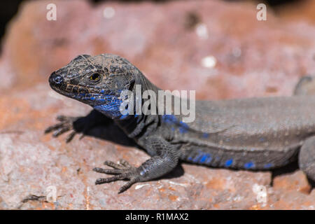 La Palma Lizard (Gallotia galloti palmae Portrait) auf vocanic Rock mit Sonnenlicht Stockfoto