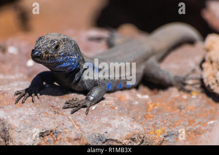 La Palma Lizard (Gallotia galloti palmae Portrait) auf vocanic Rock mit Sonnenlicht Stockfoto