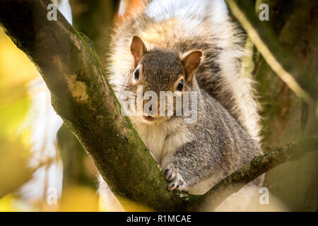 Graue Eichhörnchen im Herbst Sonnenschein. Stockfoto