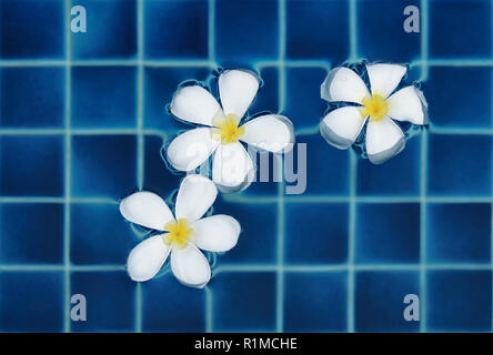 Drei Blumen von Frangipani im Pool schwimmen Stockfoto