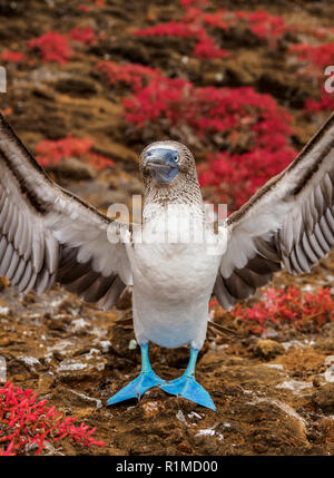Blue-footed Booby (Sula nebouxii), Punta Pitt, San Cristobal oder Chatham Island, Galapagos, Ecuador Stockfoto
